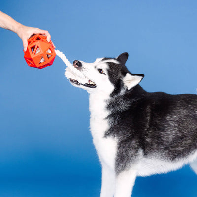 Pull My Way Rubber Dog Toy, Red