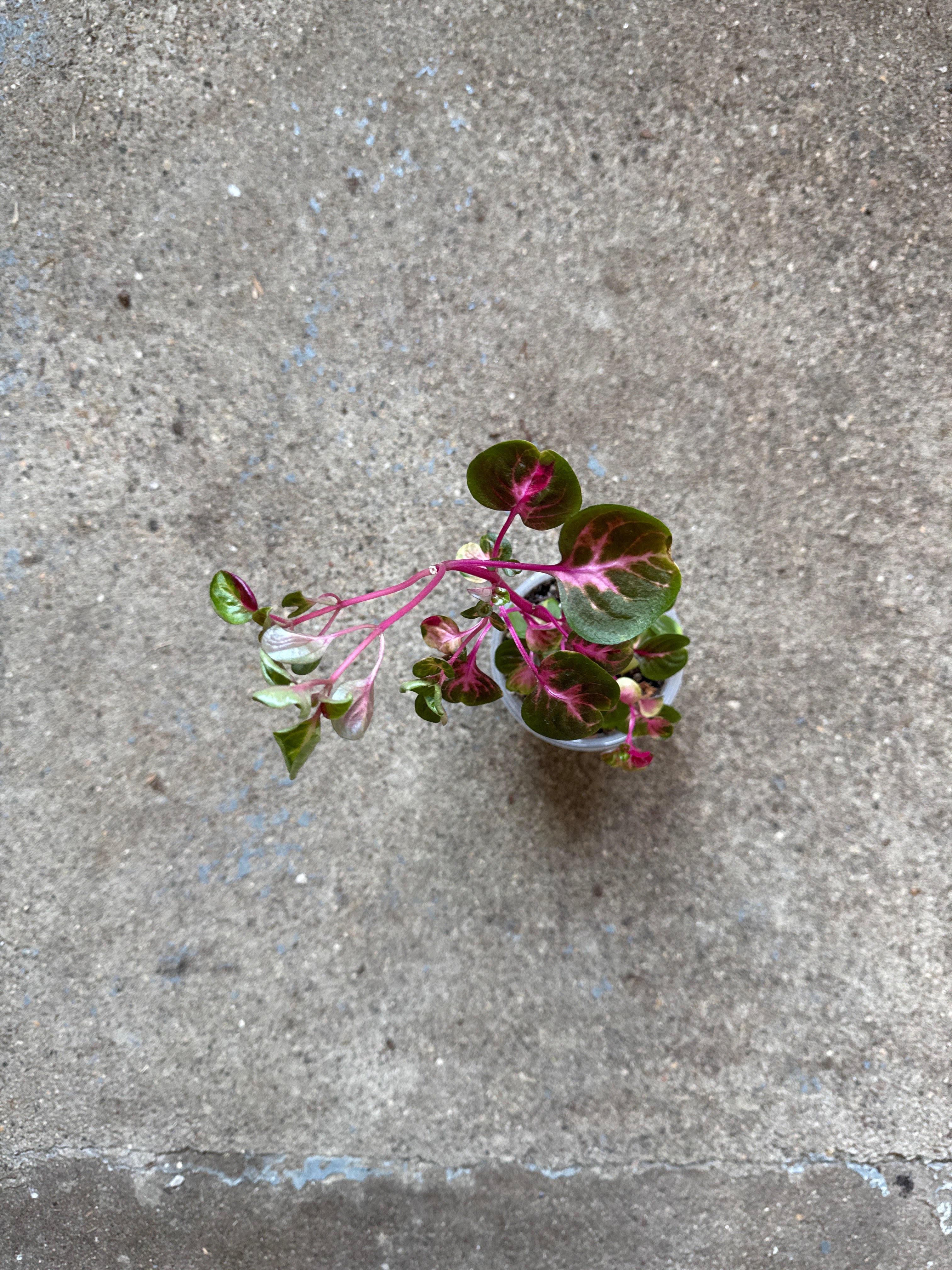 'Bloodleaf'