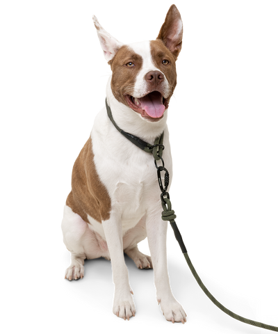 Alpine Leash - Hunter Green