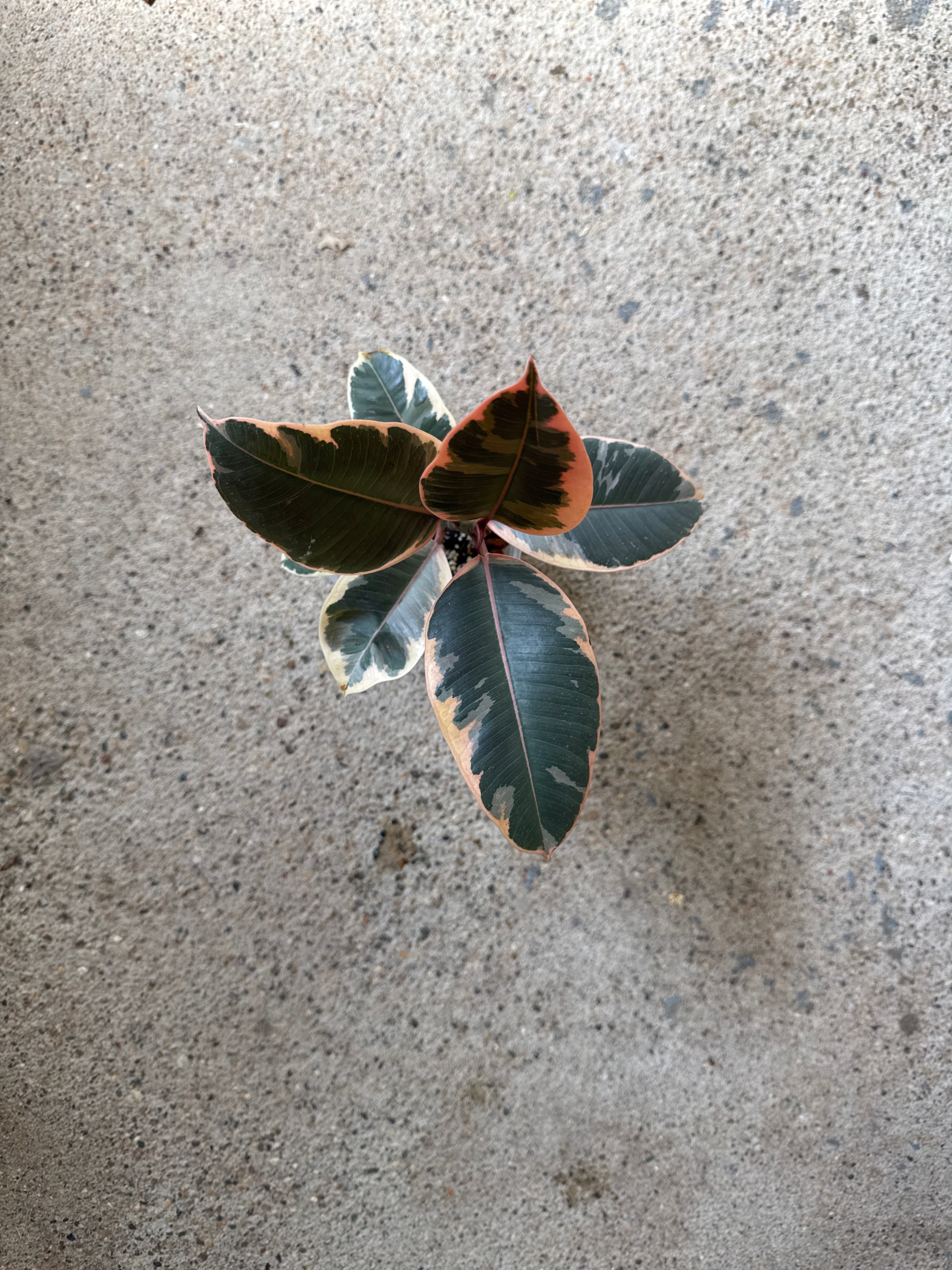 Ficus elastica 'Tineke'
