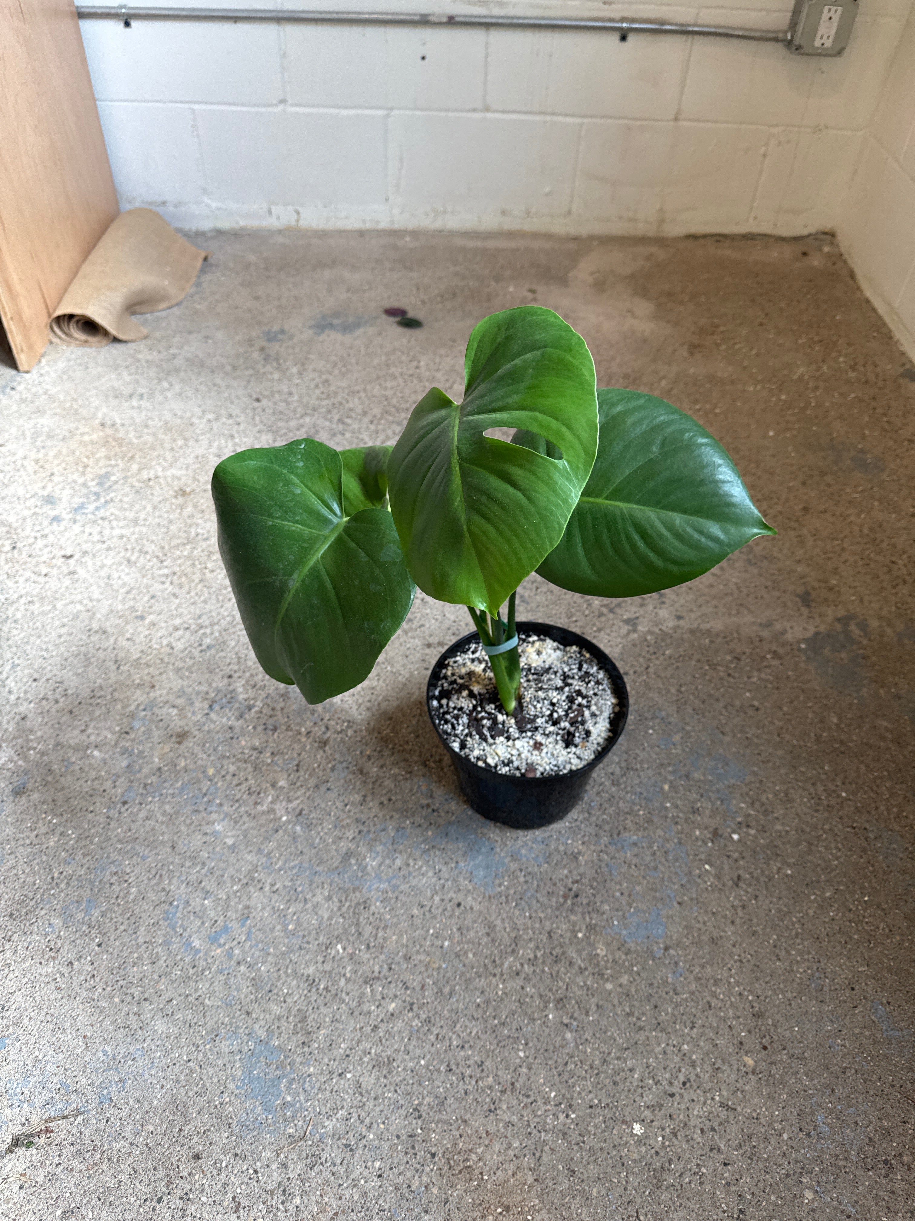 Monstera deliciosa