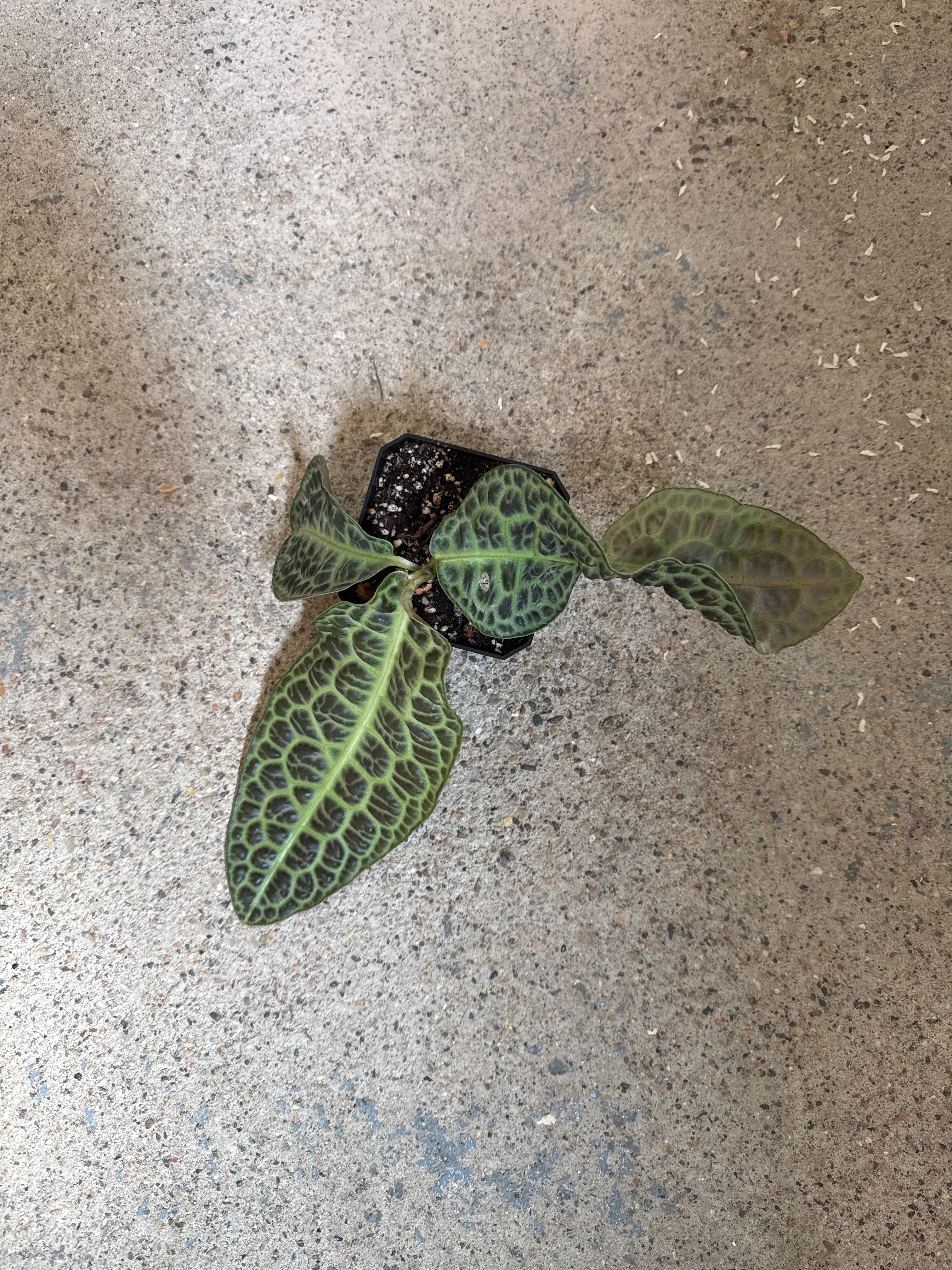 Labisia 'Turtle Back'