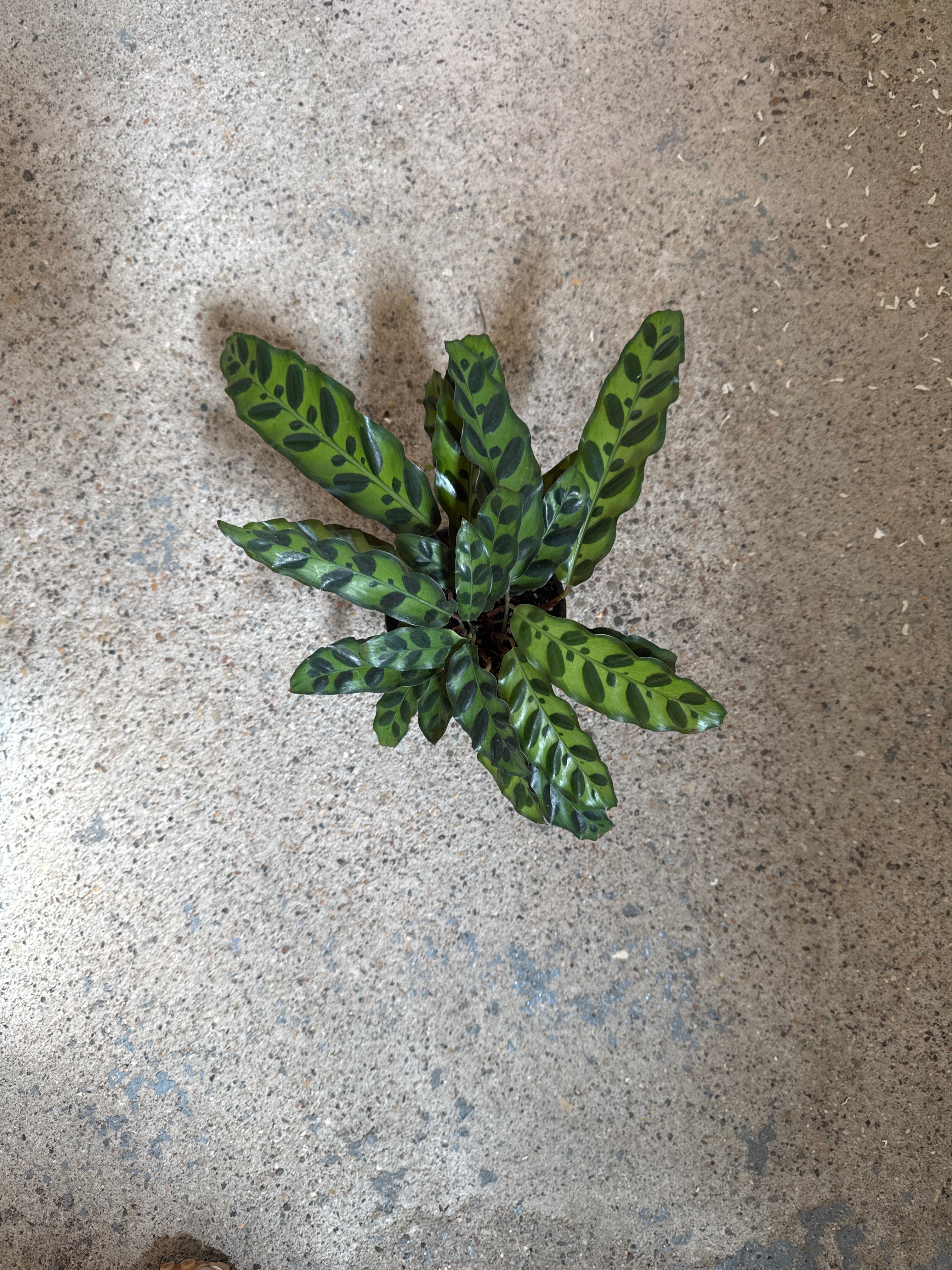 Calathea 'Rattlesnake'