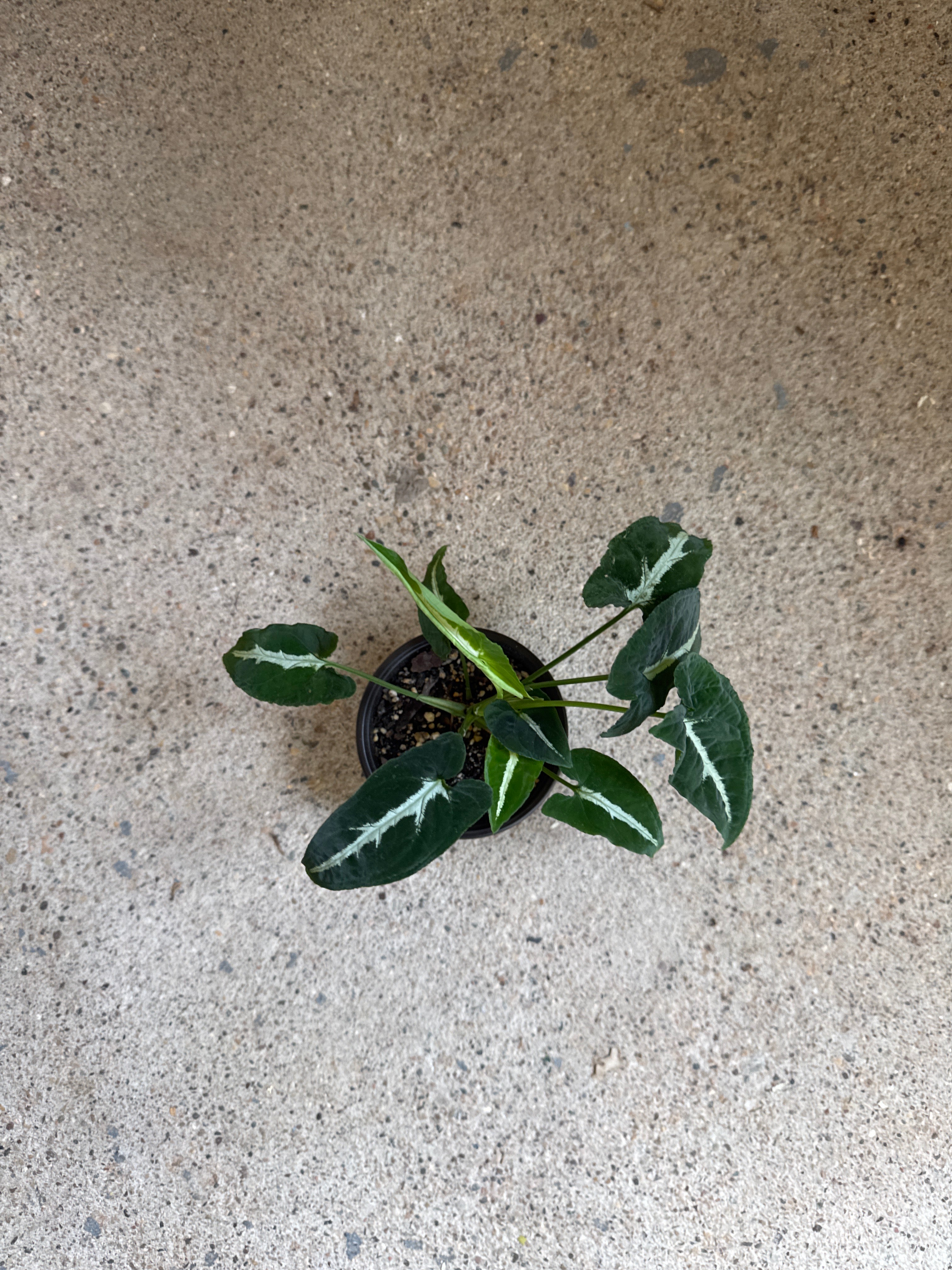 Syngonium ‘Black Velvet’