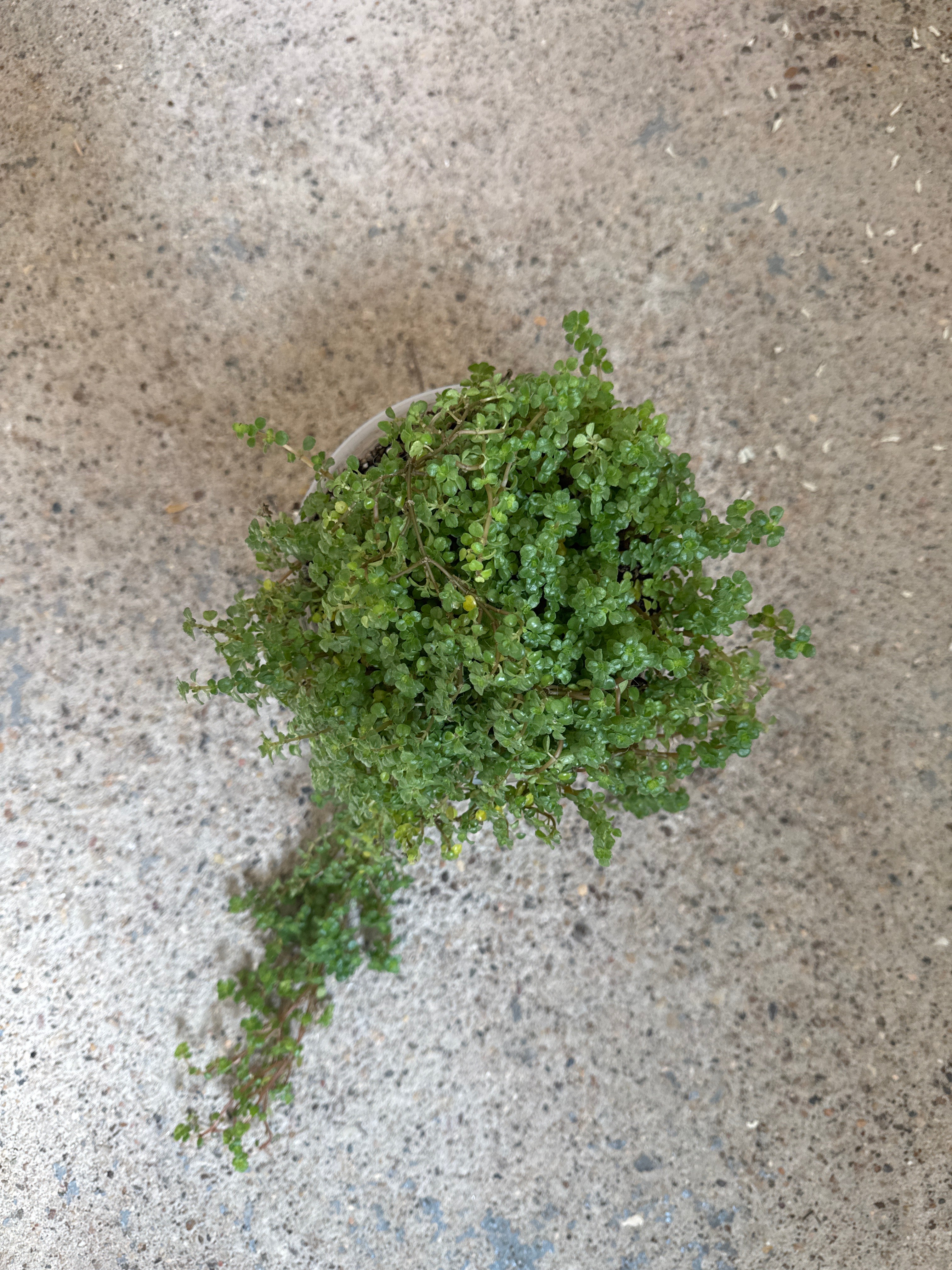 Pilea depressa 'Tiny Tears'