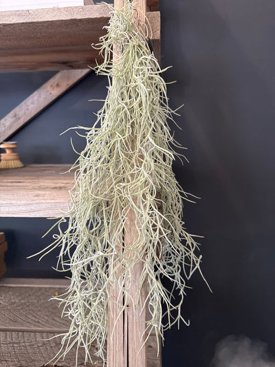 Spanish Moss