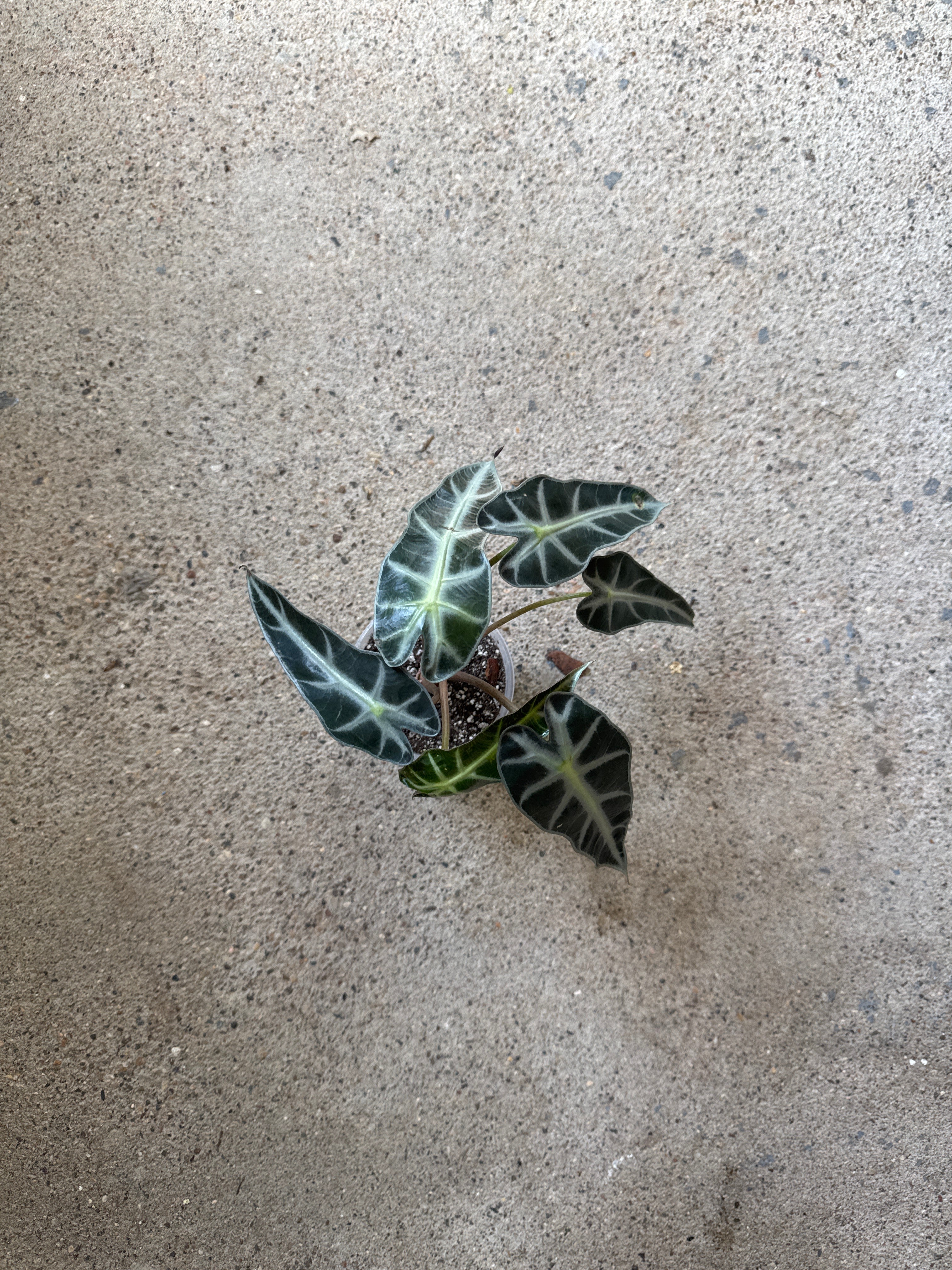 Alocasia 'Bambino'