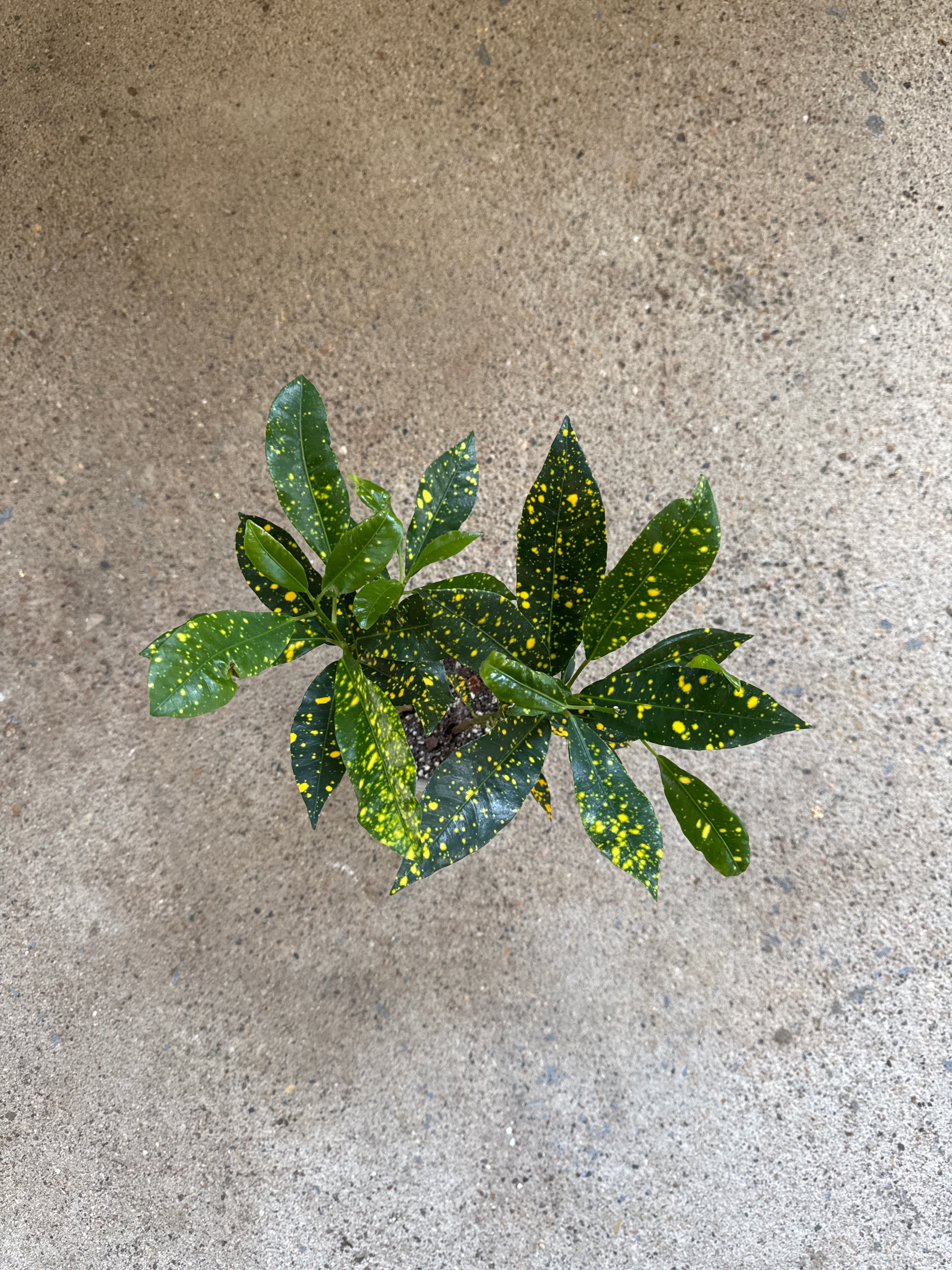Croton 'Golden Dust'