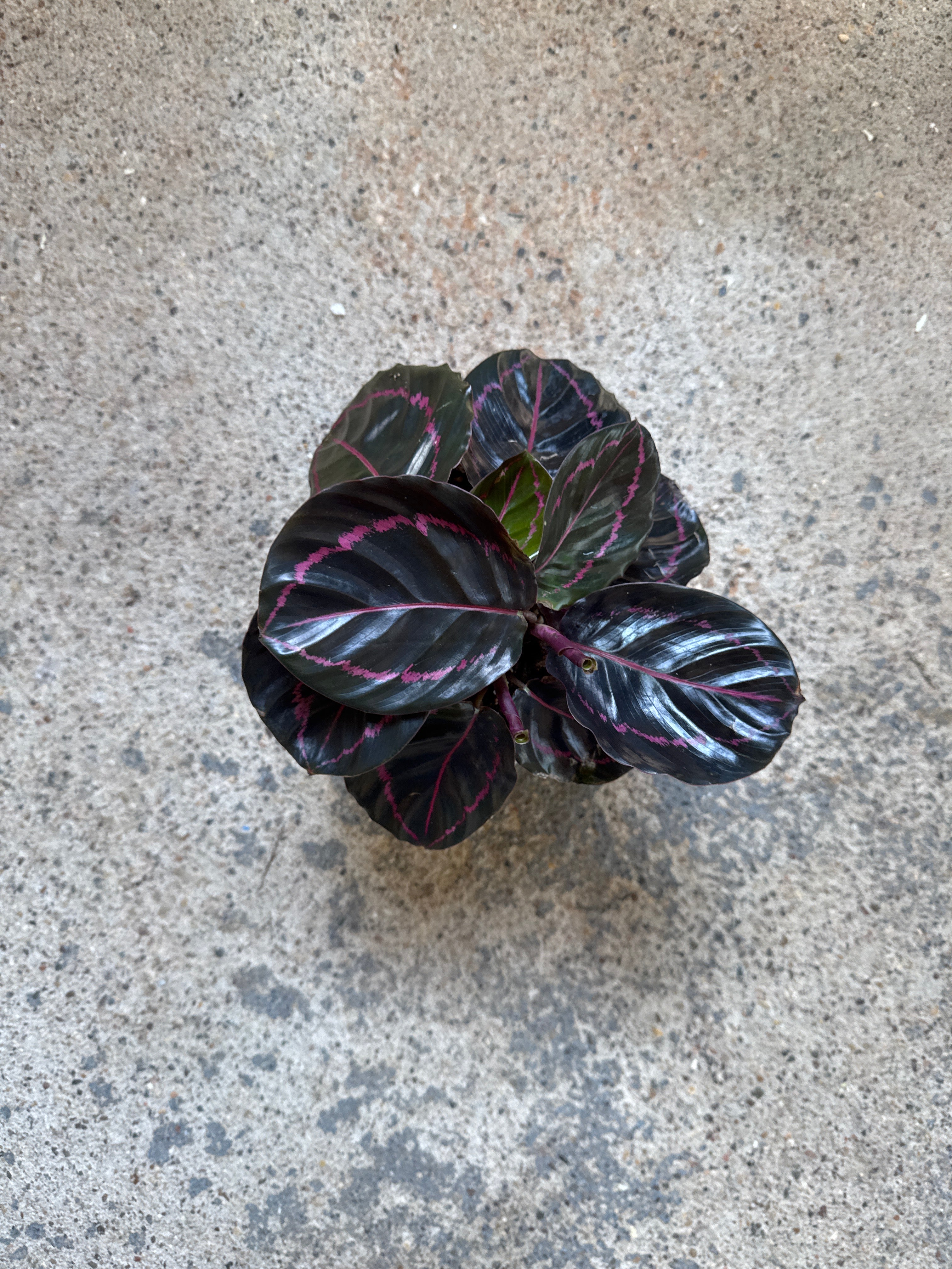 Calathea 'Dottie'