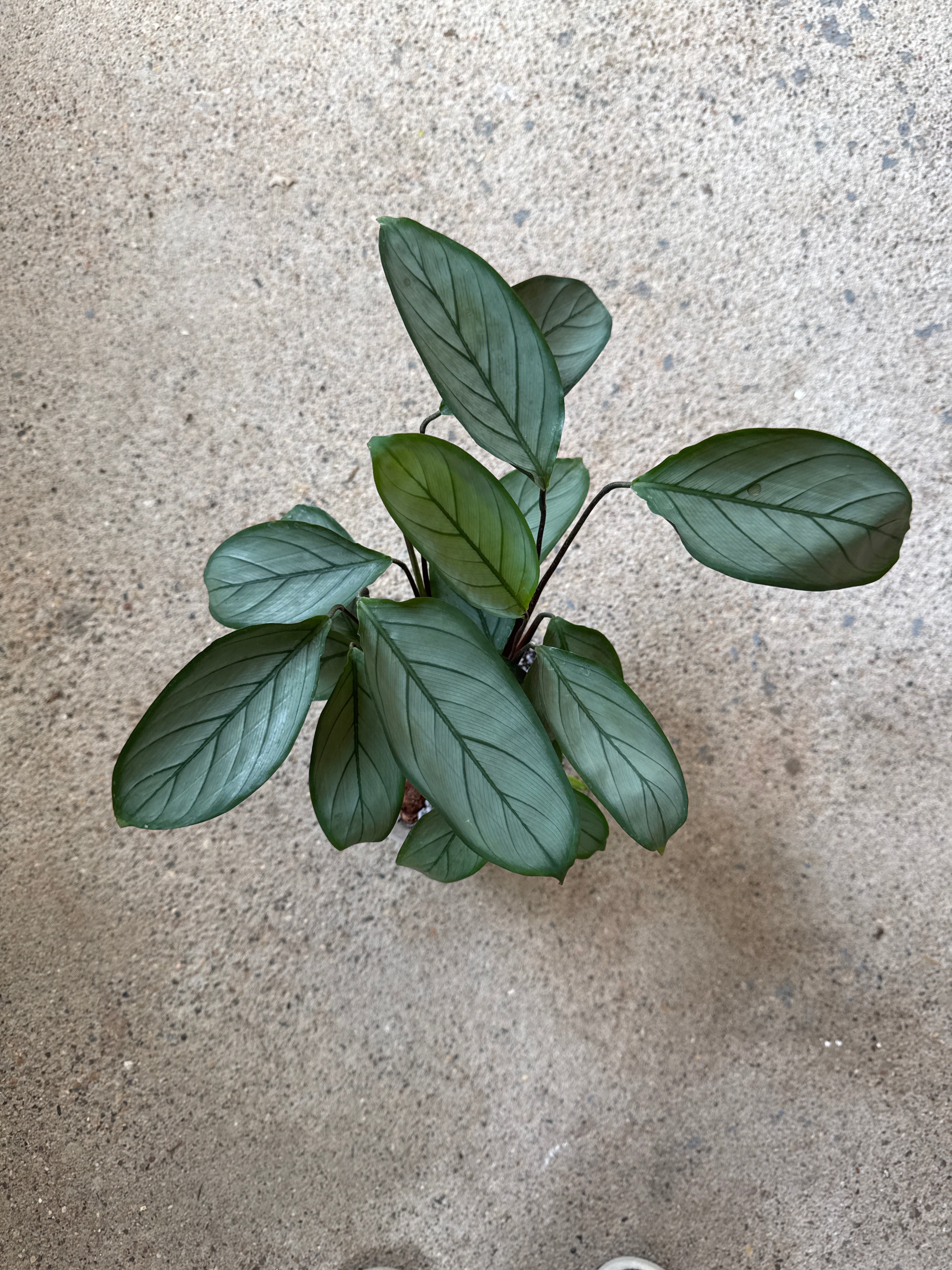Calathea ‘Grey Star’