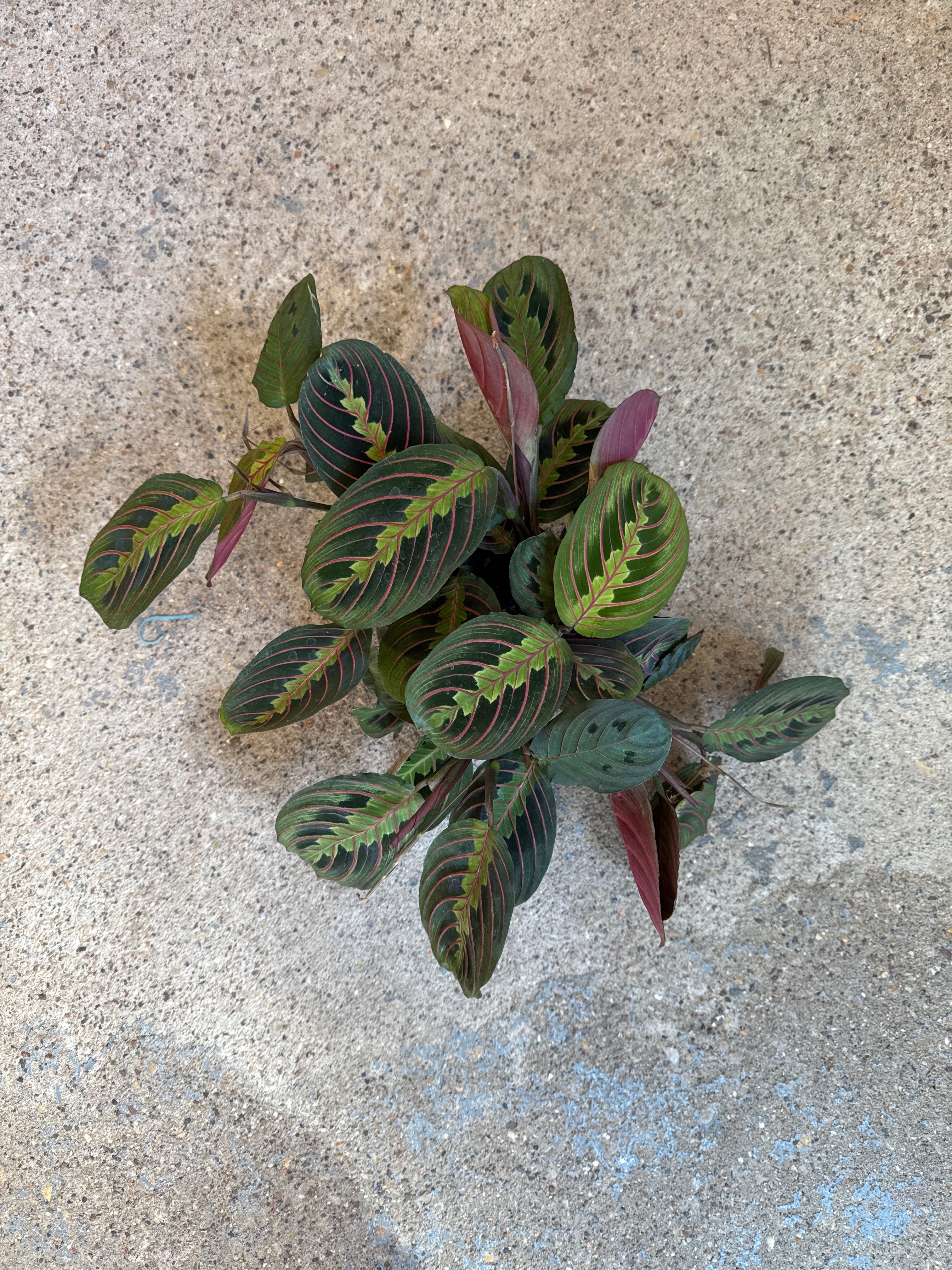 Maranta 'Red'