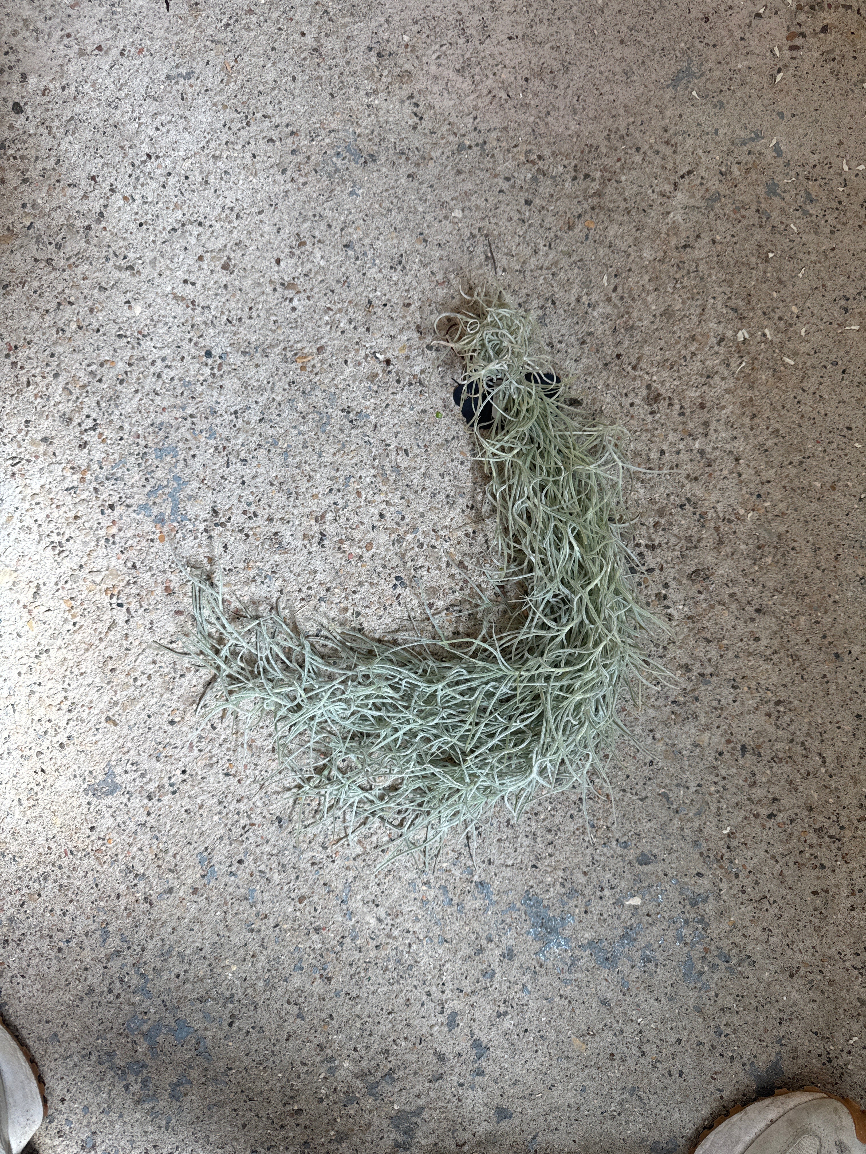 Spanish Moss