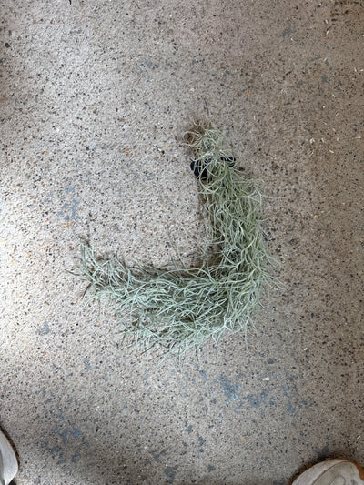 Spanish Moss
