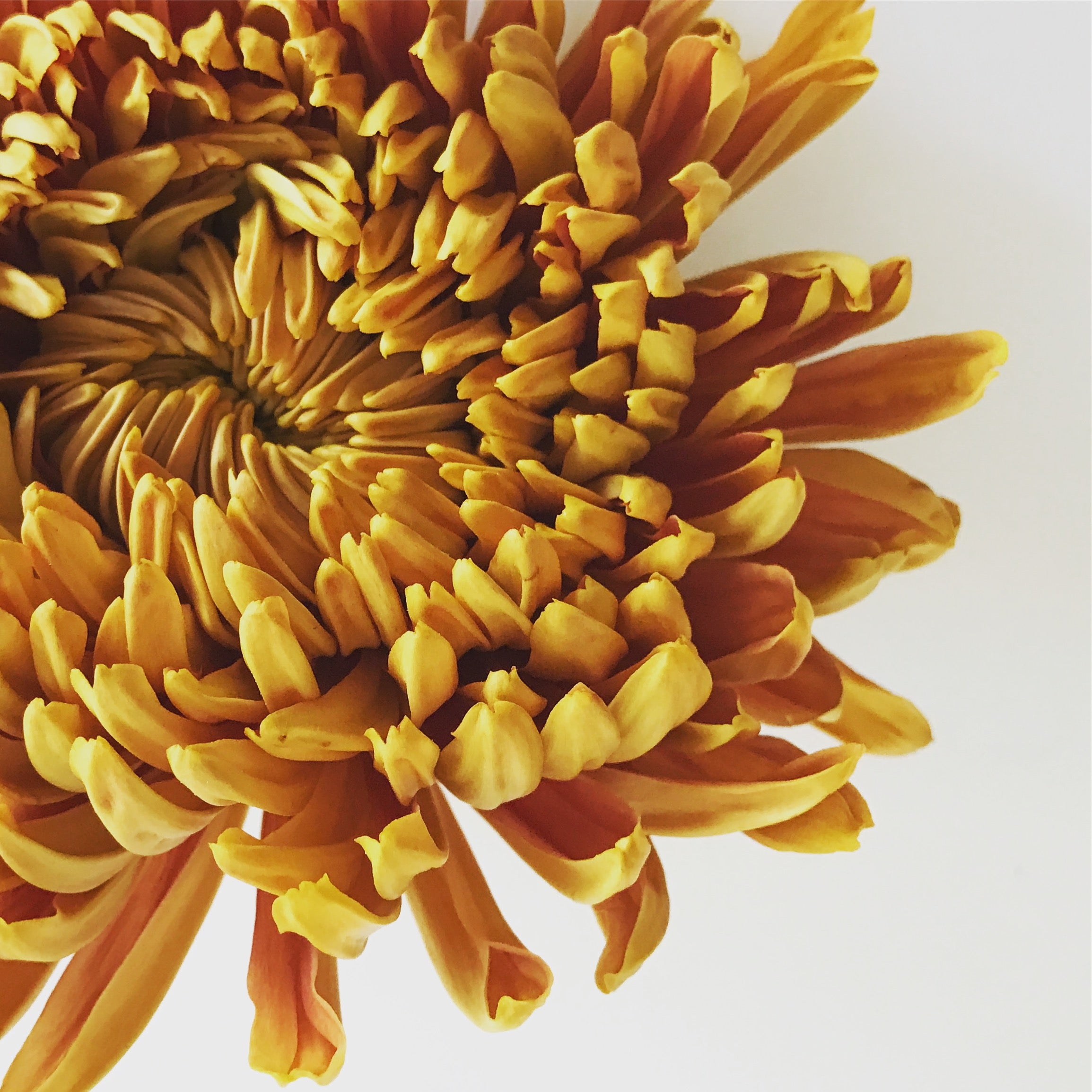 11/21/26 | Thanksgiving Tablescape Demonstration