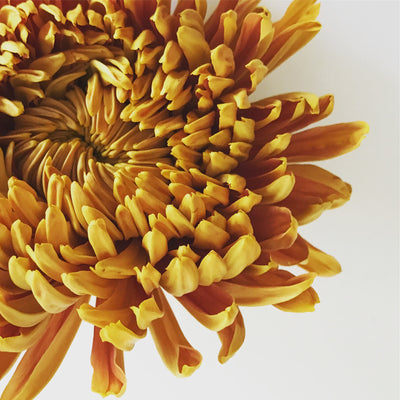 11/21/26 | Thanksgiving Tablescape Demonstration