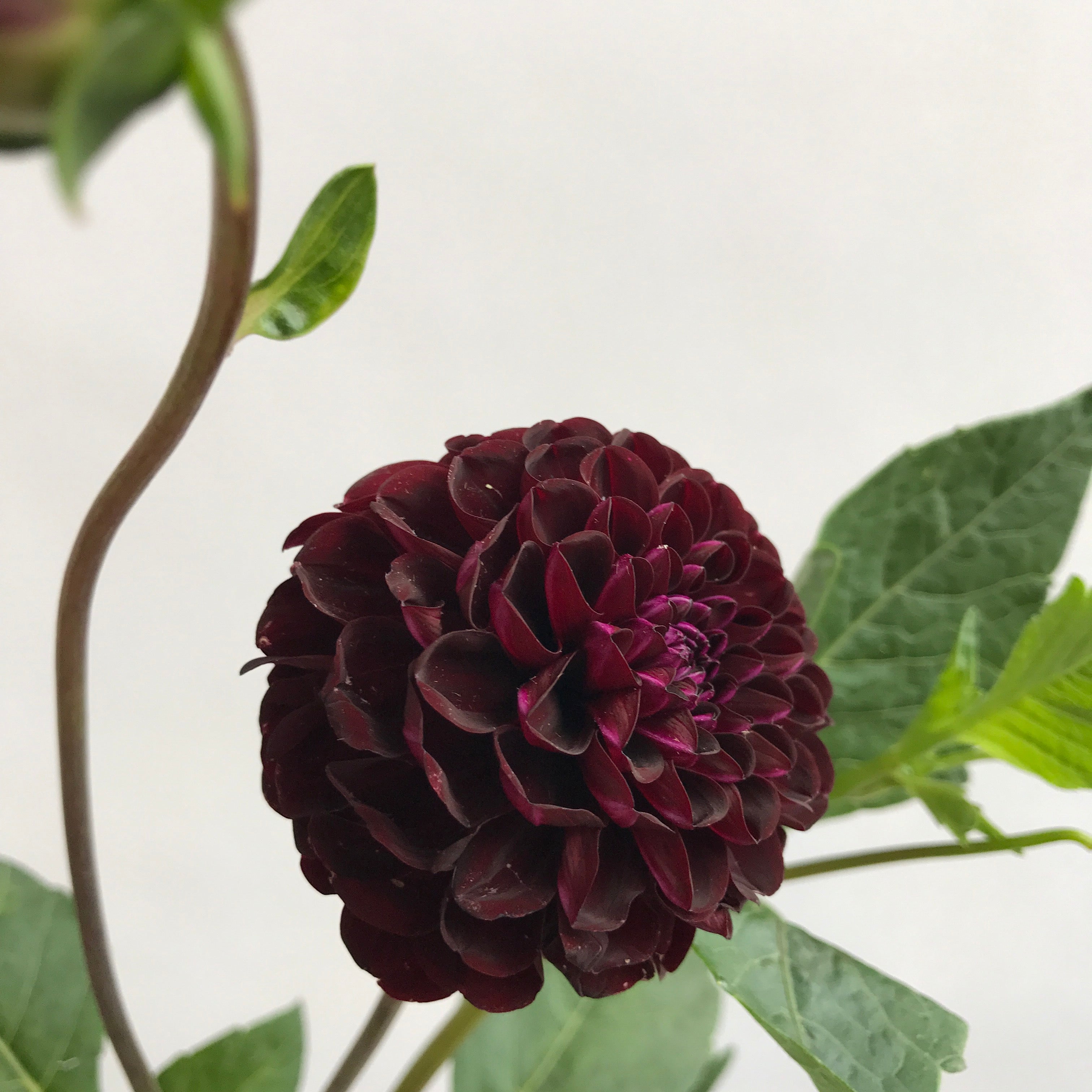 9/19/26 | Dahlia Delight