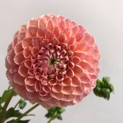 9/19/26 | Dahlia Delight