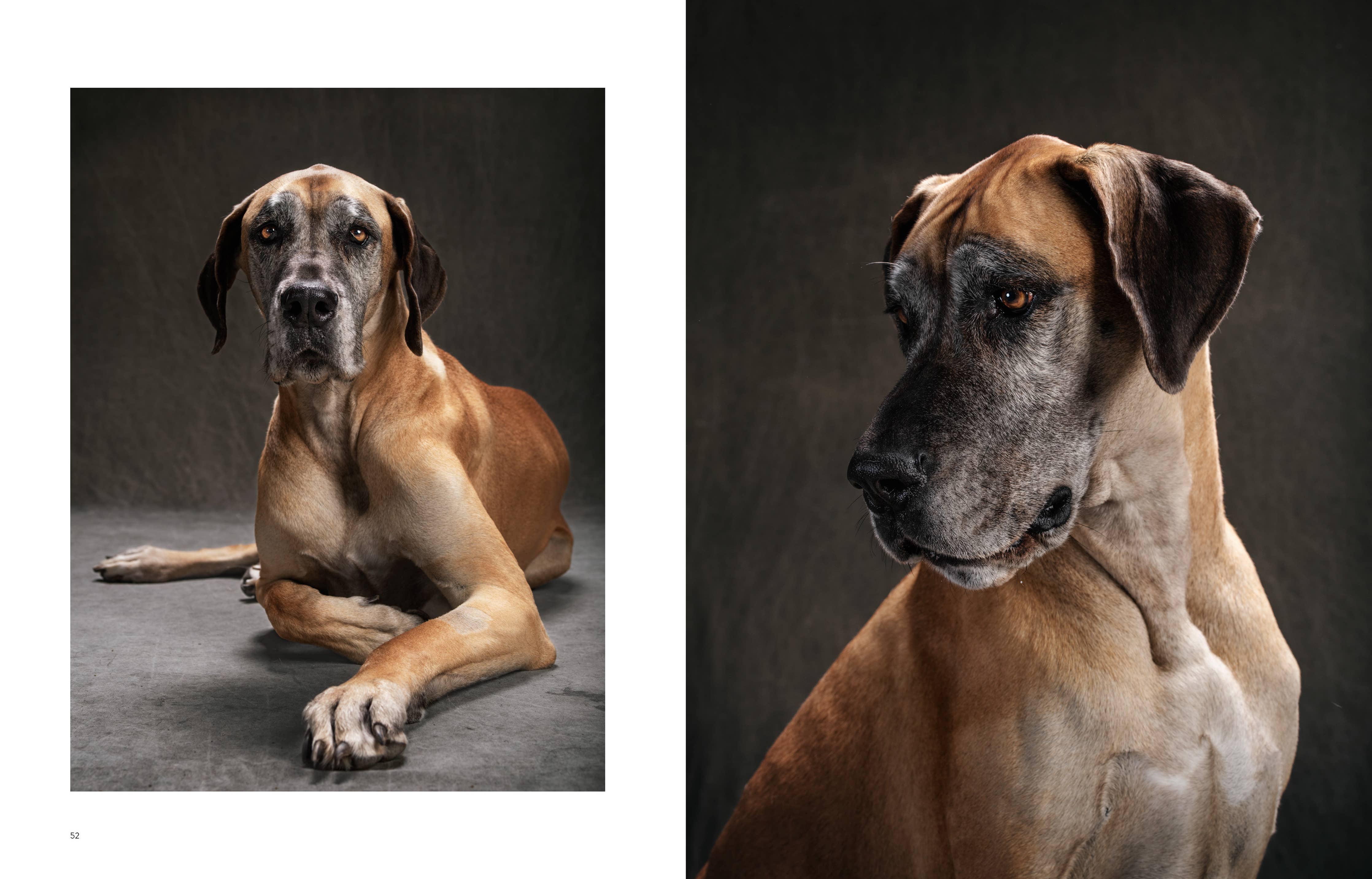Year of the Dogs