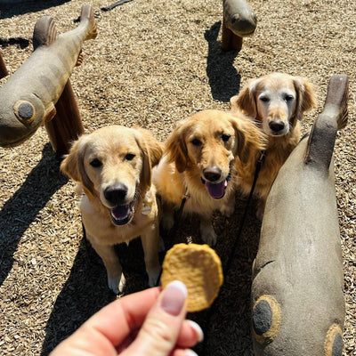 Fish Chips Dog Treats