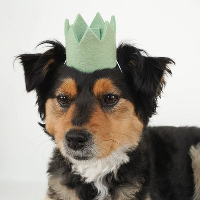 NEUTRAL PARTY CROWNS Wool Pet Party Crown