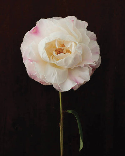 Pretty Peonies