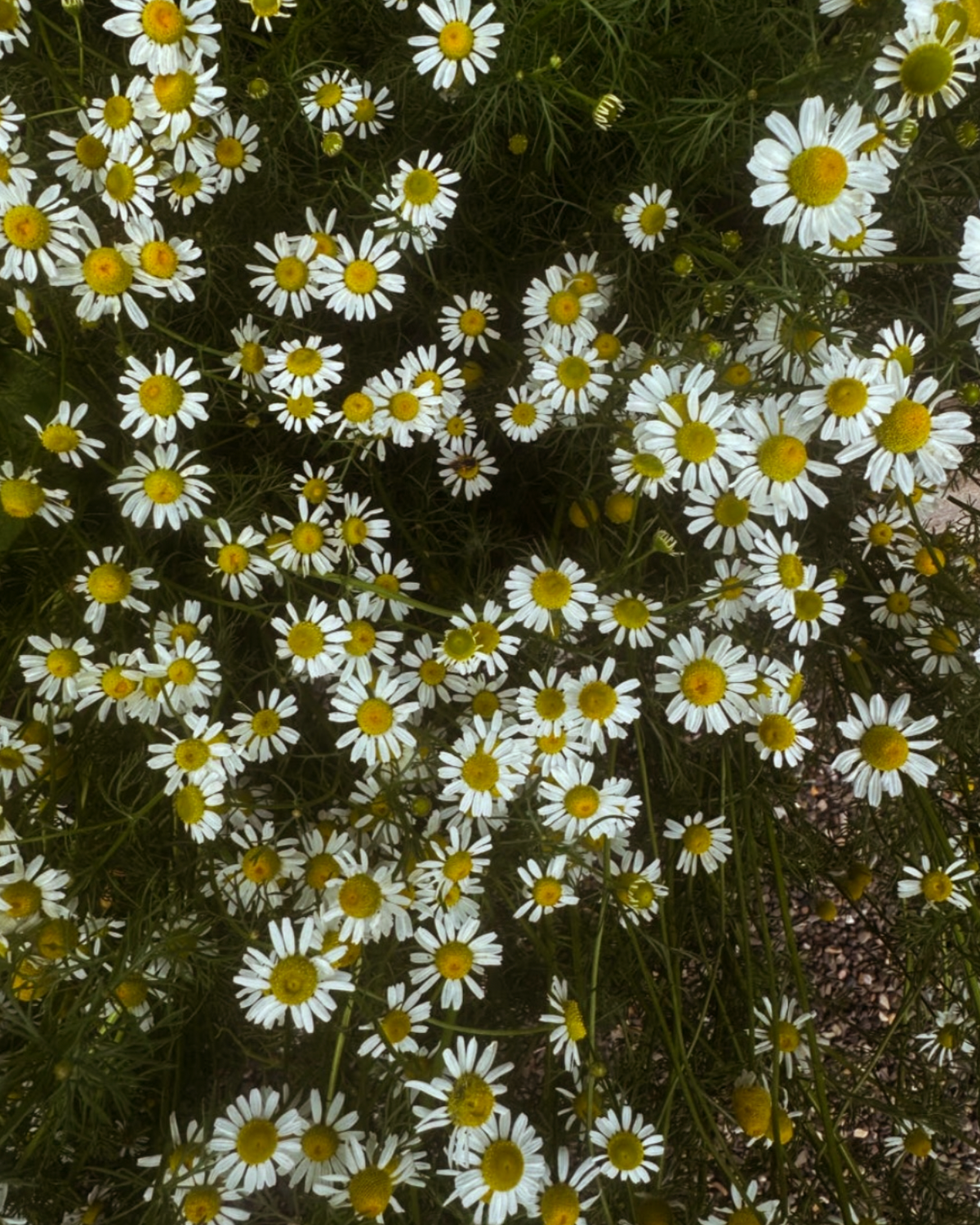 GOLDEN HOUR - SOOTHING CHAMOMILE SOAP