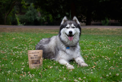 Bacon Brew Dog Biscuits