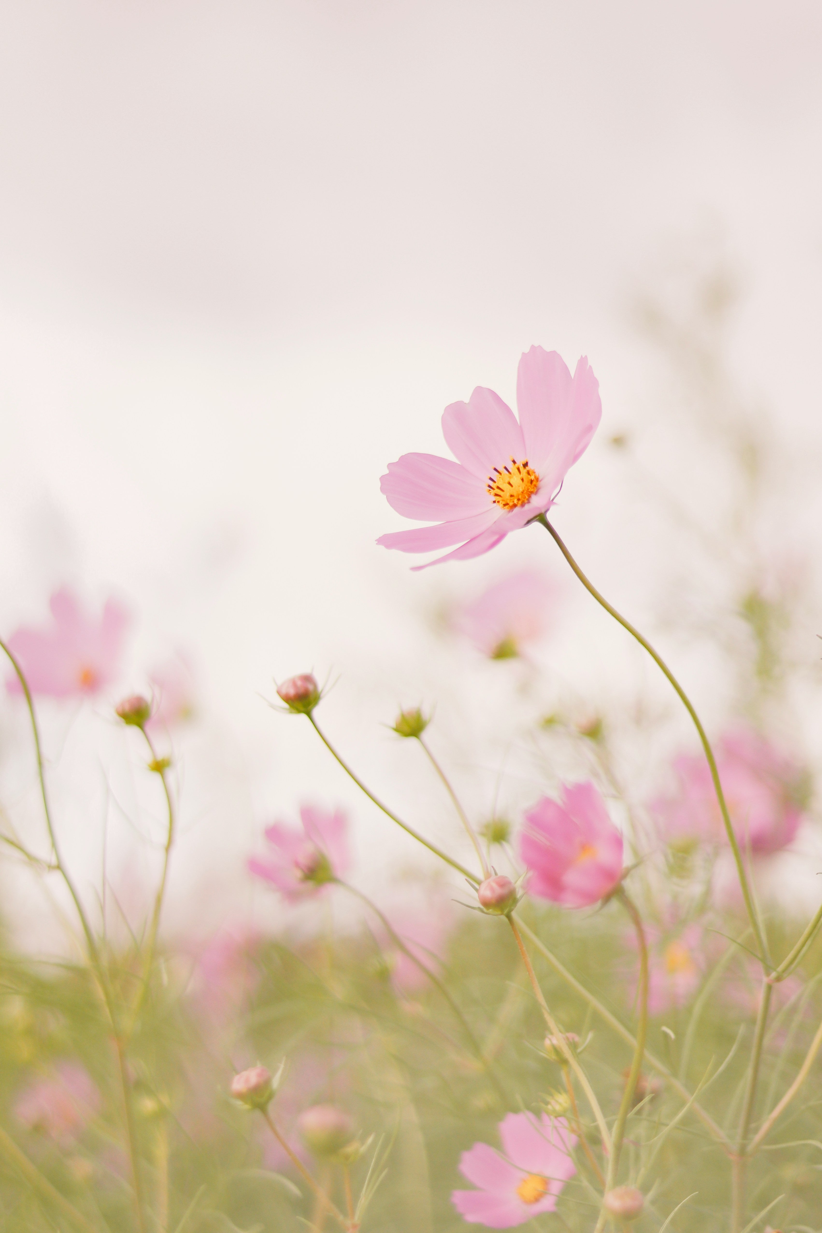 7/25/26 | Wild Flowers Feat. Local Farmers