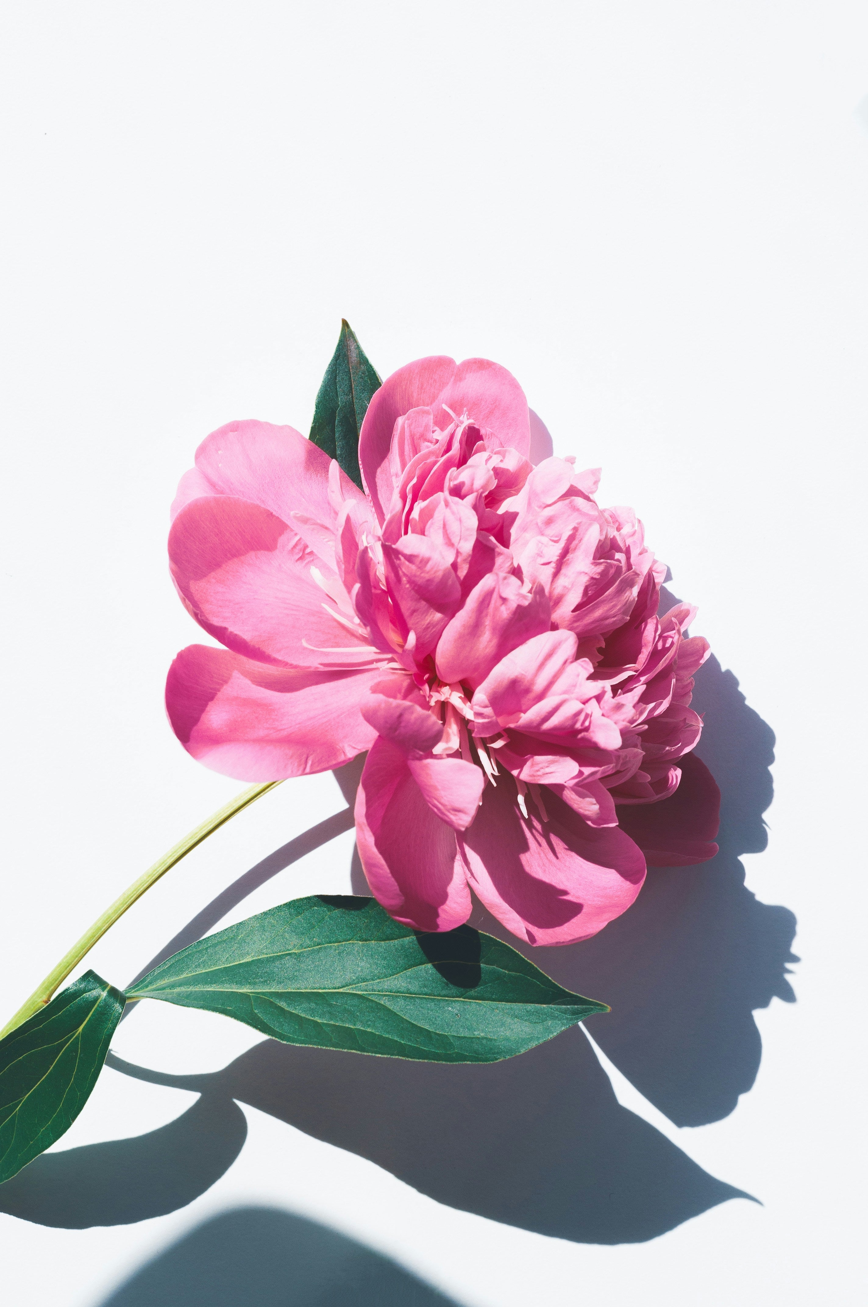 6/6/26 | The Modern Garden Arrangement
