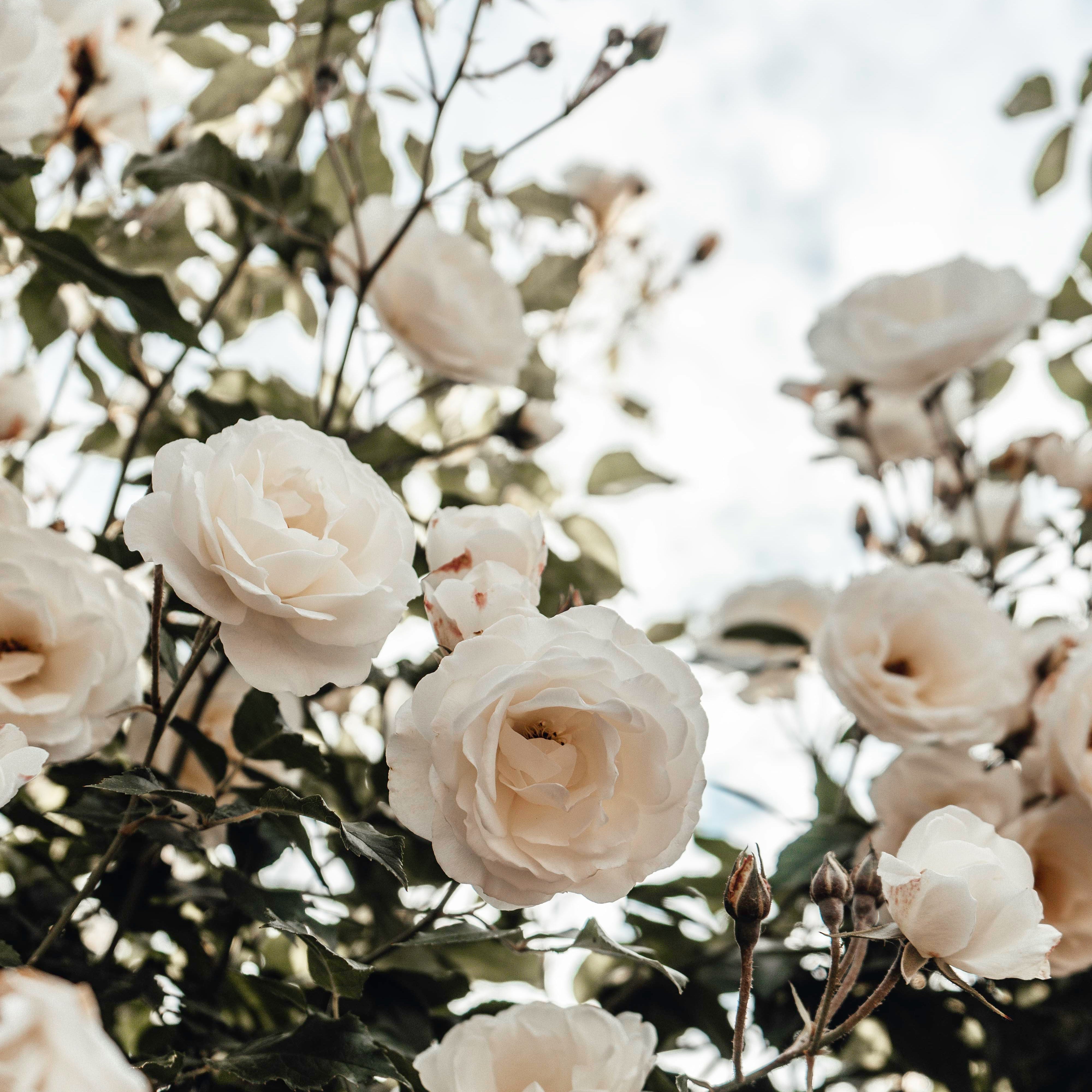 White roses in full bloom with green foliage against a soft, bright sky background.
