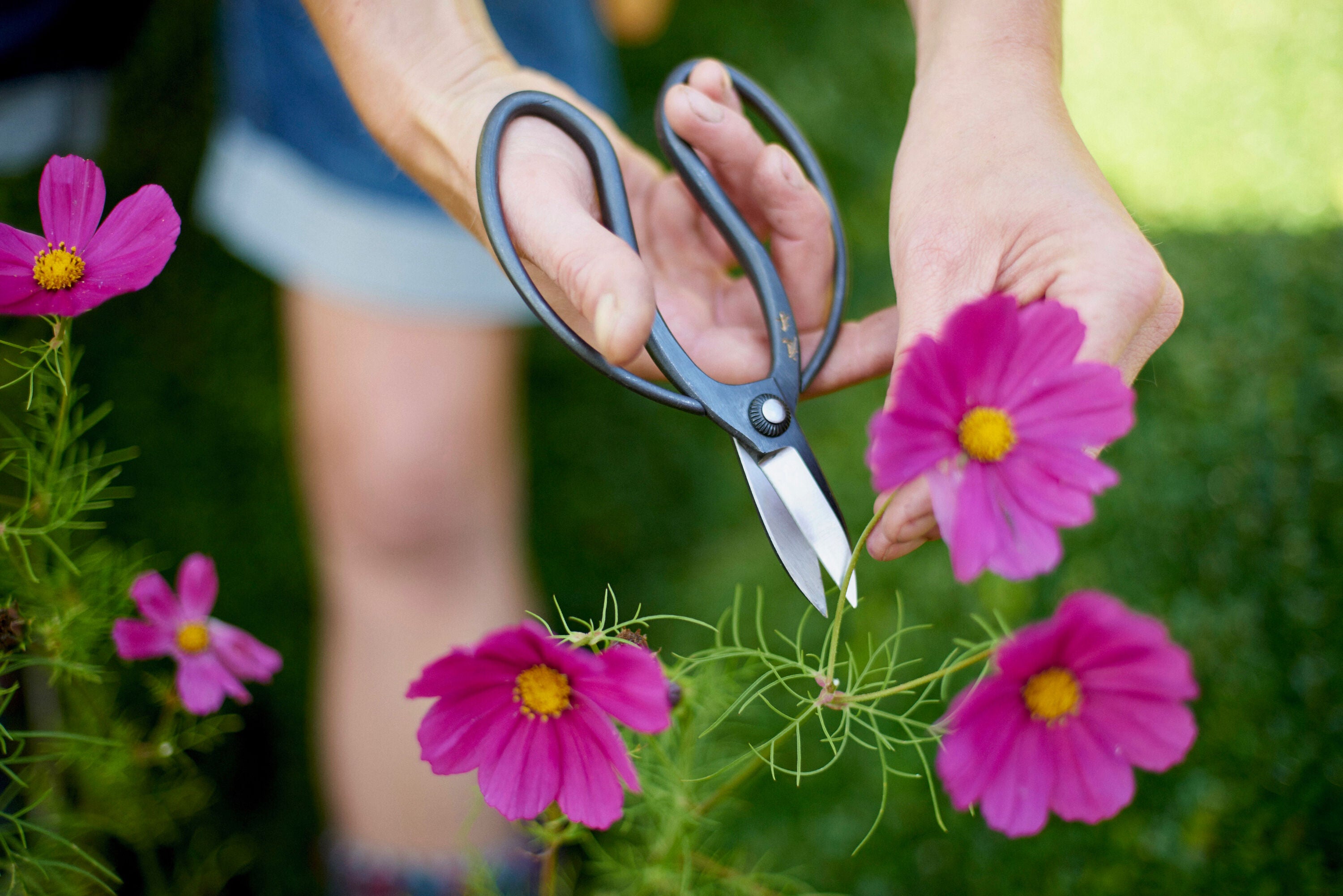 Sentei Garden Scissors